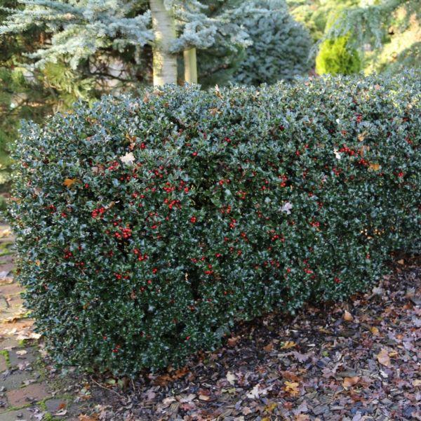 Ilex Meserveae 'blue Prince' - View 37 from www redcrocus com