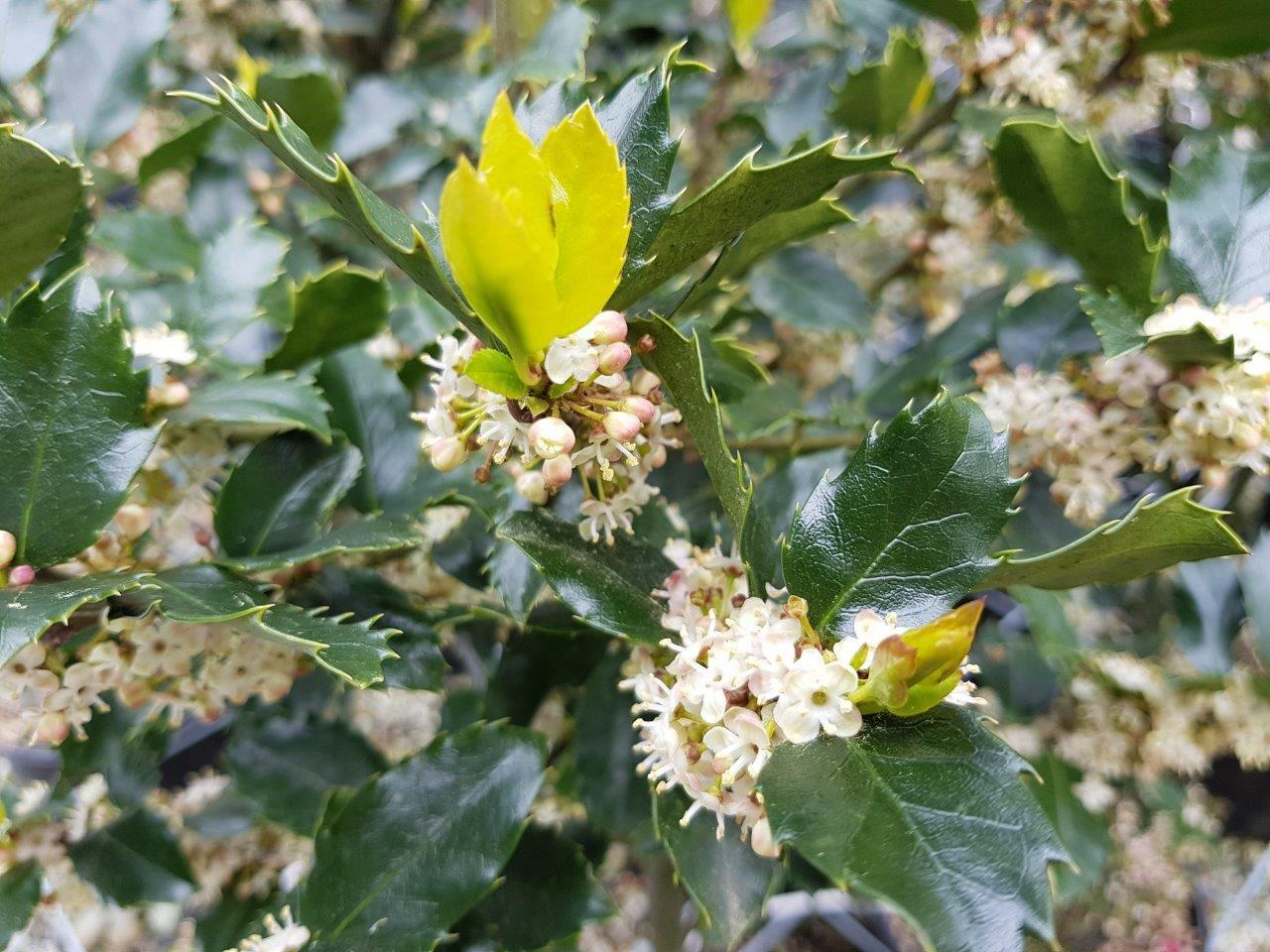 Ilex Meserveae Blue Prince - View 16 from www redcrocus com