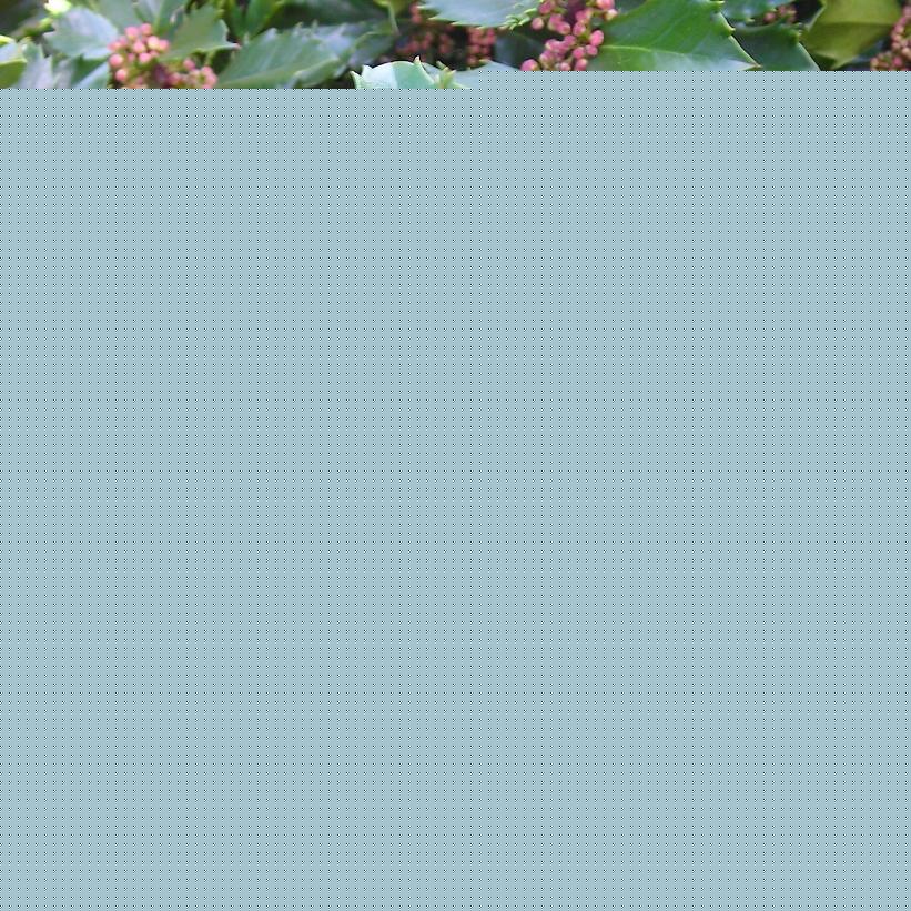Ilex Meserveae Blue Prince - View 1 from www redcrocus com
