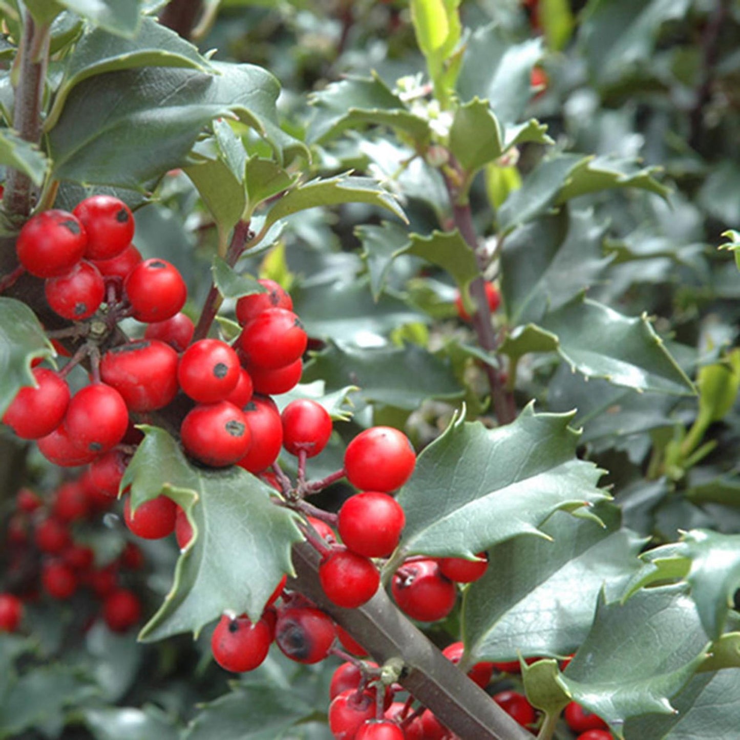 Ilex Meserveae 'blue Prince' - View 12 from www redcrocus com