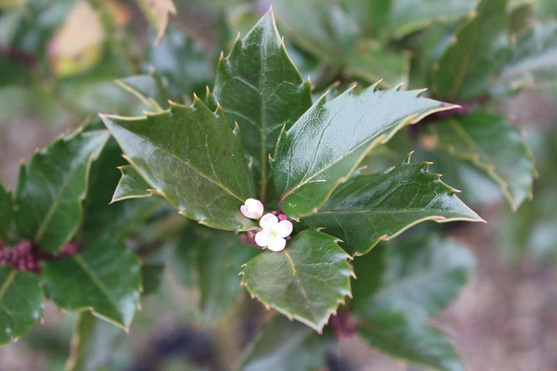 Ilex Meserveae 'blue Prince' - View 16 from www redcrocus com