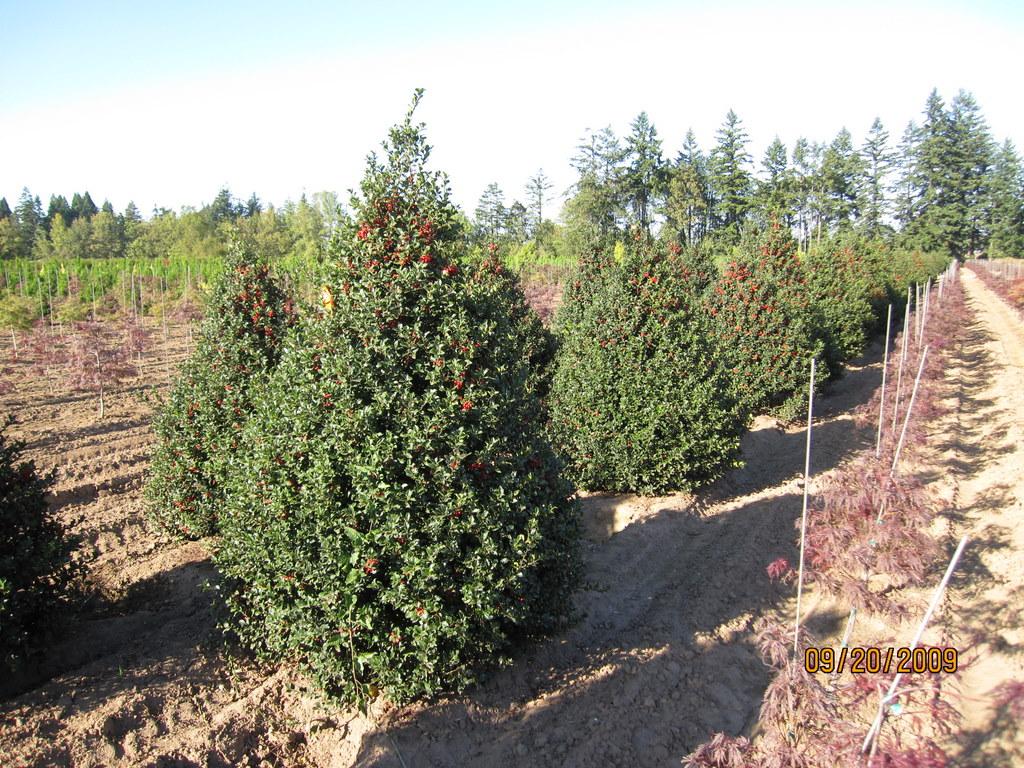 Ilex Meserveae Blue Princess - View 10 from www redcrocus com