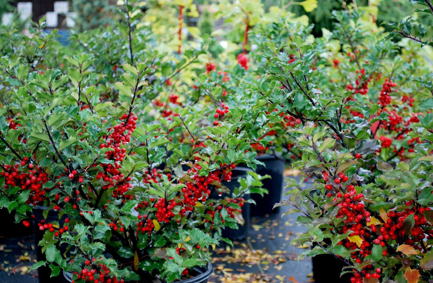 Ilex Meserveae Blue Princess - View 14 from www redcrocus com