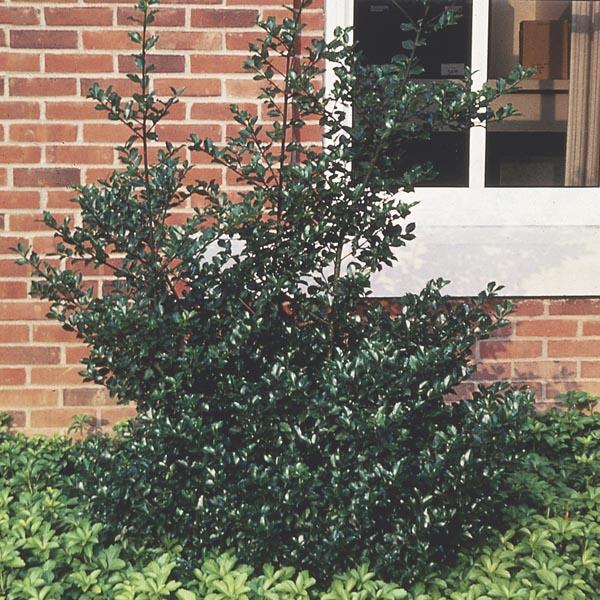Ilex Meserveae Blue Princess - View 18 from www redcrocus com