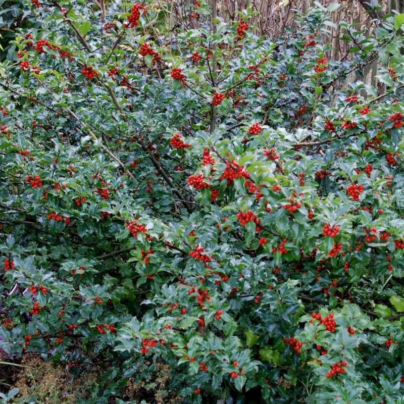 Ilex Meserveae Blue Princess - View 2 from www redcrocus com