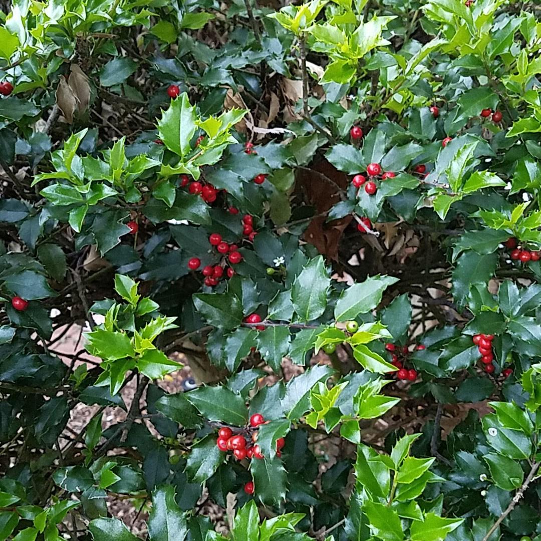 Ilex Meserveae Blue Princess - View 3 from www redcrocus com