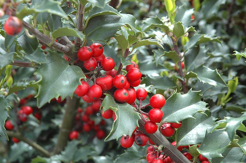 Ilex Meserveae Blue Princess - View 6 from www redcrocus com