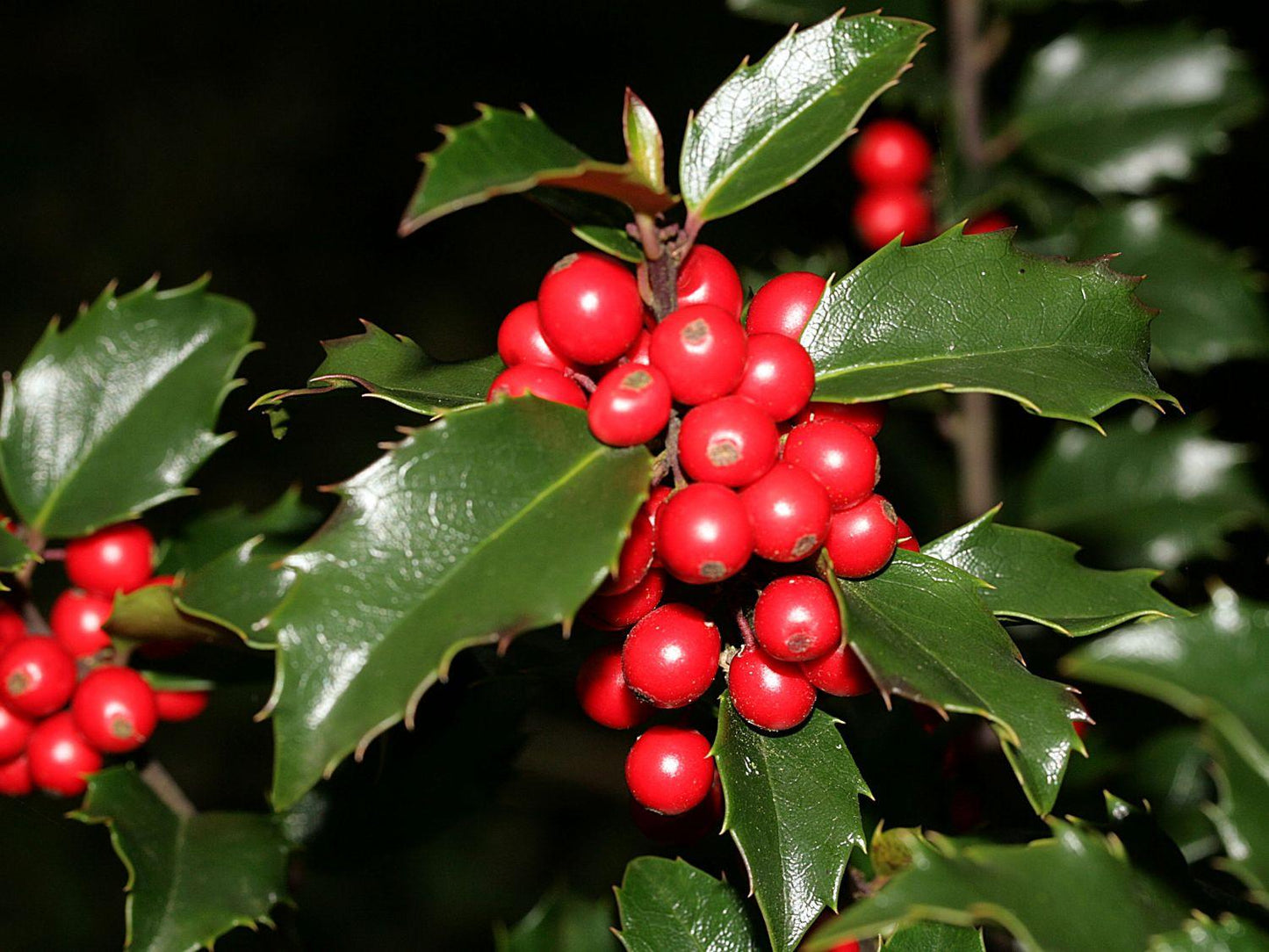 Ilex Meserveae Blue Princess - View 7 from www redcrocus com
