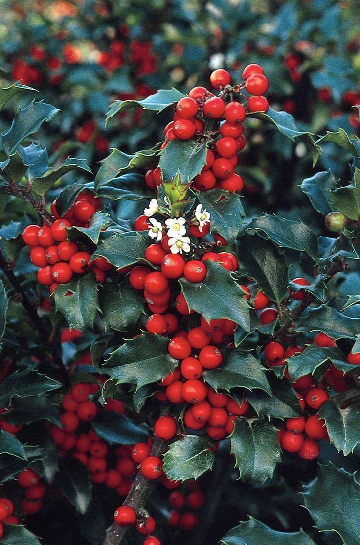 Ilex Meserveae Blue Princess - View 8 from www redcrocus com