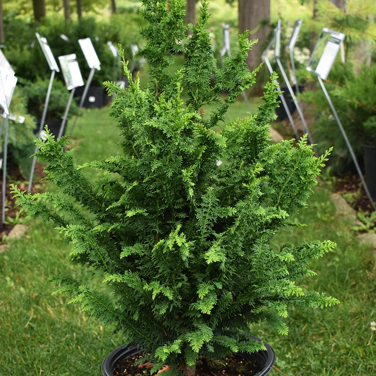 Chamaecyparis Obtusa Filicoides - View 16 from www redcrocus com