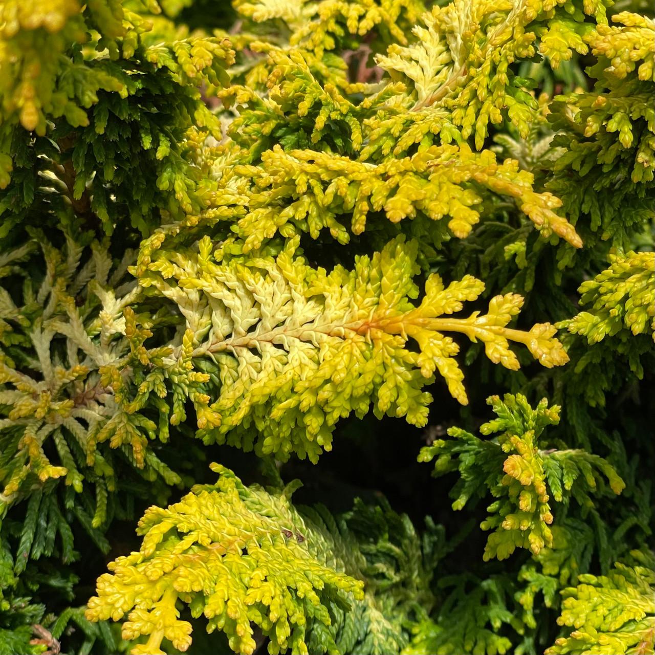 Chamaecyparis Obtusa Filicoides - View 17 from www redcrocus com
