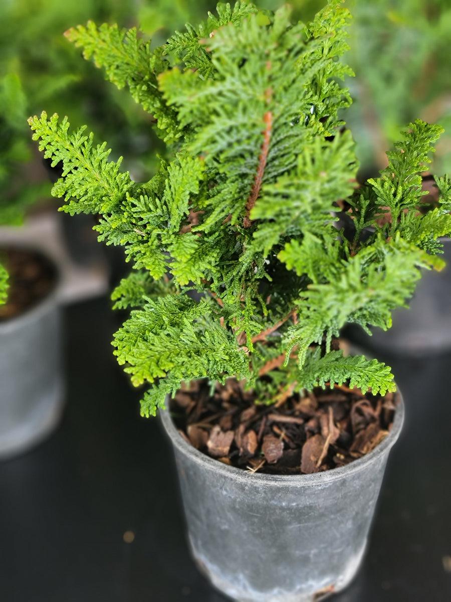 Chamaecyparis Obtusa Filicoides - View 5 from www redcrocus com