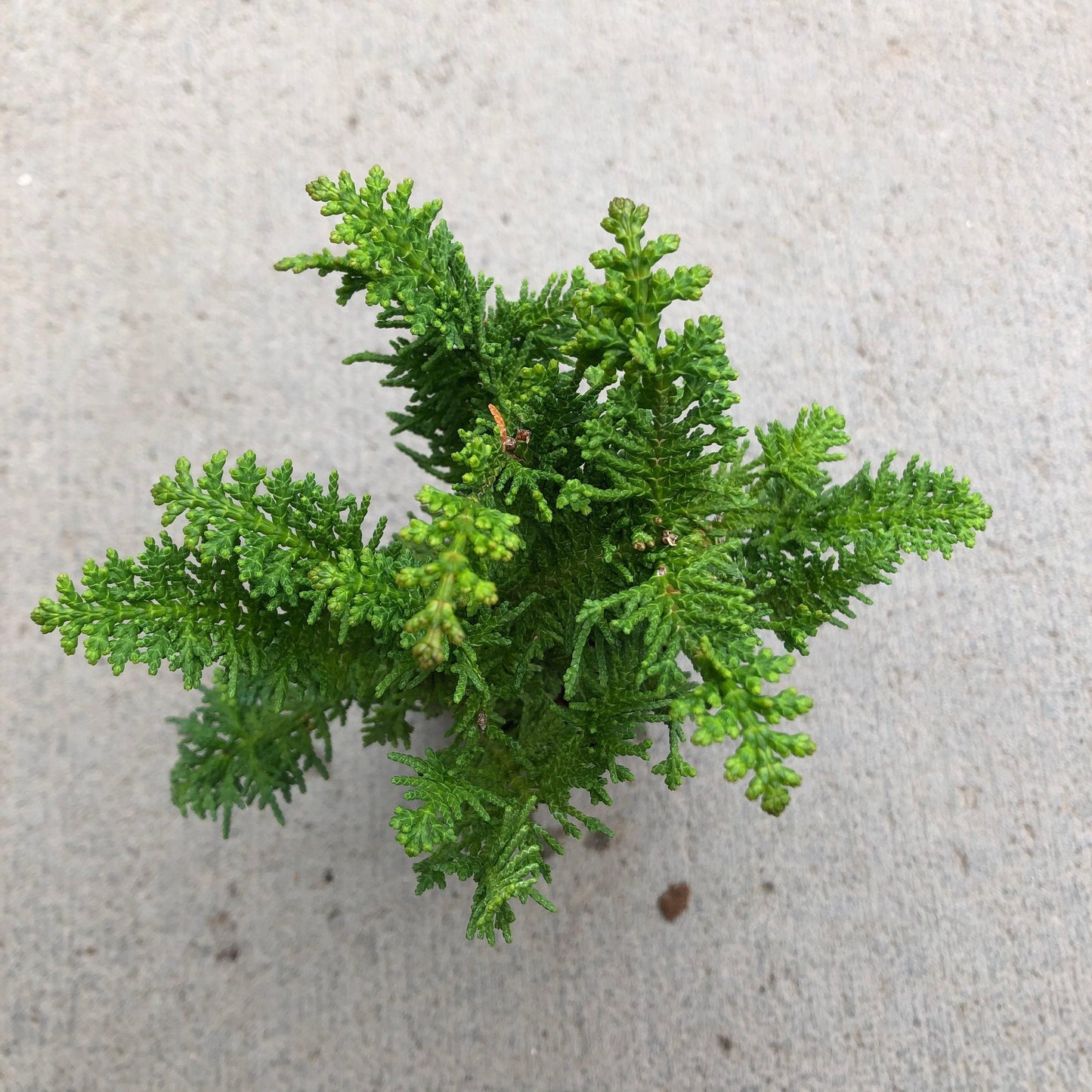 Chamaecyparis Obtusa Filicoides - View 9 from www redcrocus com