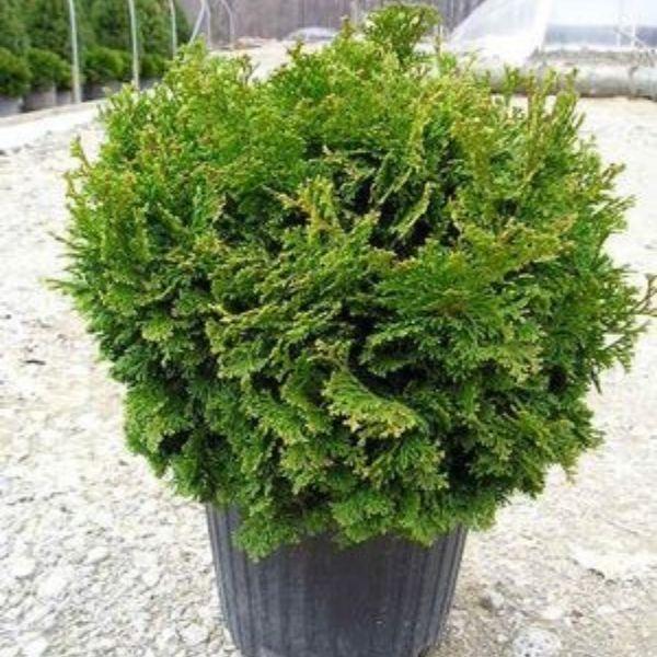 Chamaecyparis Obtusa 'tempelhof' - View 9 from www redcrocus com