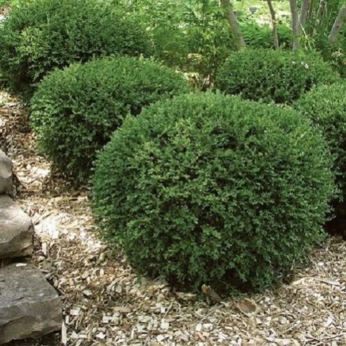 Buxus Microphylla Green Gem - View 4 from www redcrocus com