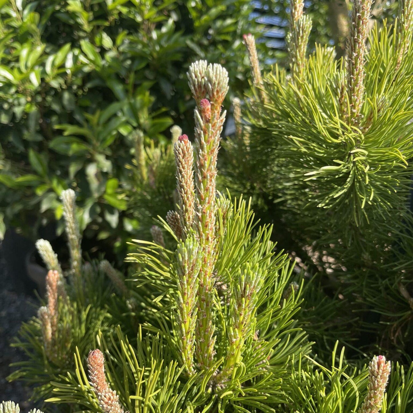 Pinus Mugo Pumilio - View 11 from www redcrocus com