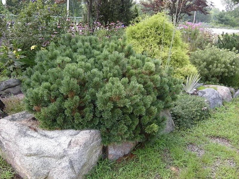 Pinus Mugo Pumilio - View 15 from www redcrocus com