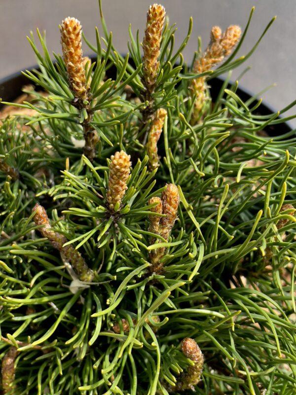 Pinus Mugo Pumilio - View 17 from www redcrocus com
