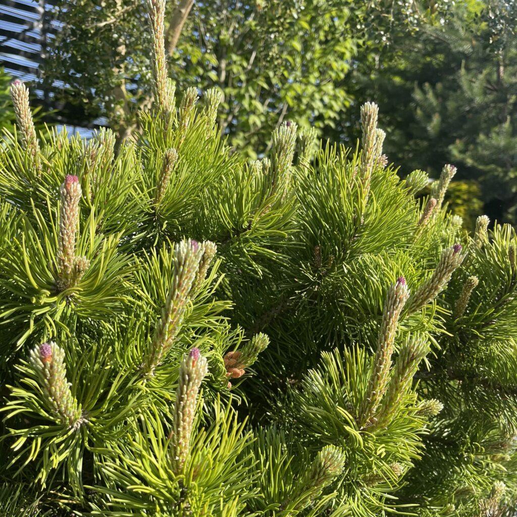 Pinus Mugo Pumilio - View 18 from www redcrocus com