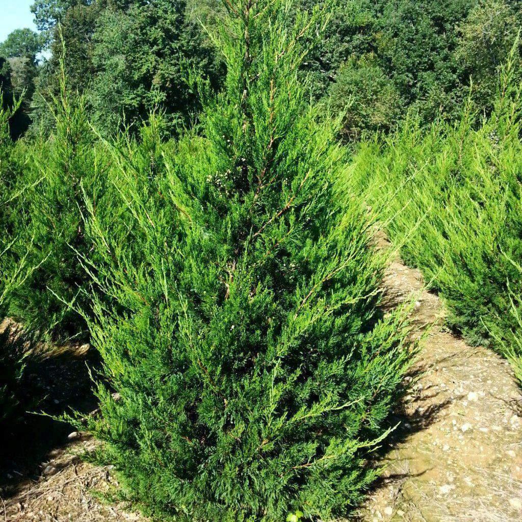 Juniperus Chinensis 'hetzii Columnaris' - View 10 from www redcrocus com