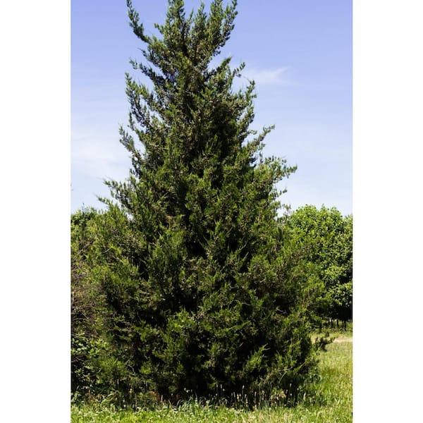 Juniperus Chinensis 'hetzii Columnaris' - View 16 from www redcrocus com