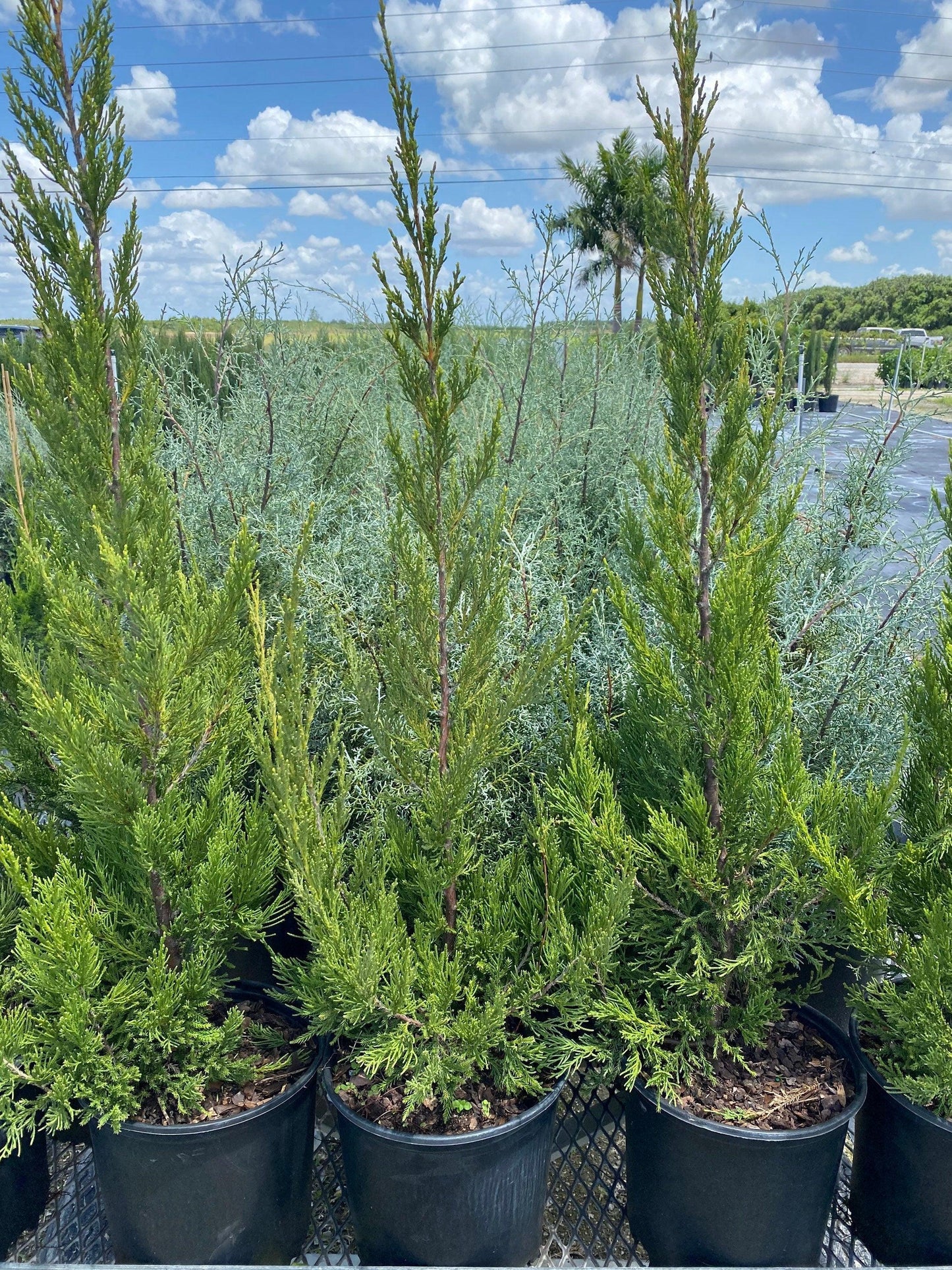 Juniperus Chinensis 'hetzii Columnaris' - View 20 from www redcrocus com