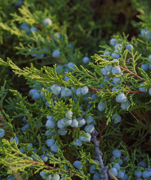 Juniperus Chinensis 'hetzii Columnaris' - View 21 from www redcrocus com