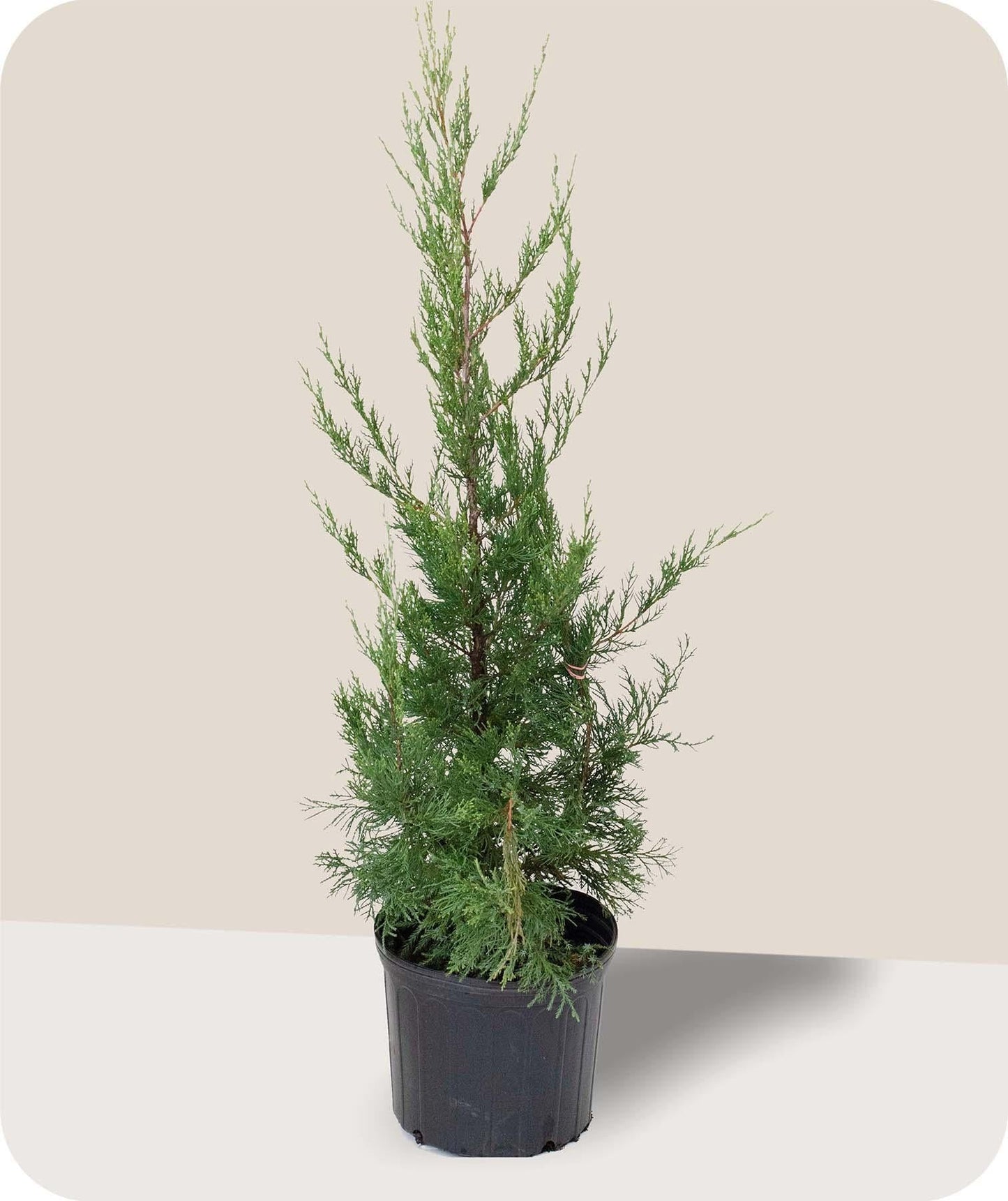 Juniperus Chinensis 'hetzii Columnaris' - View 26 from www redcrocus com