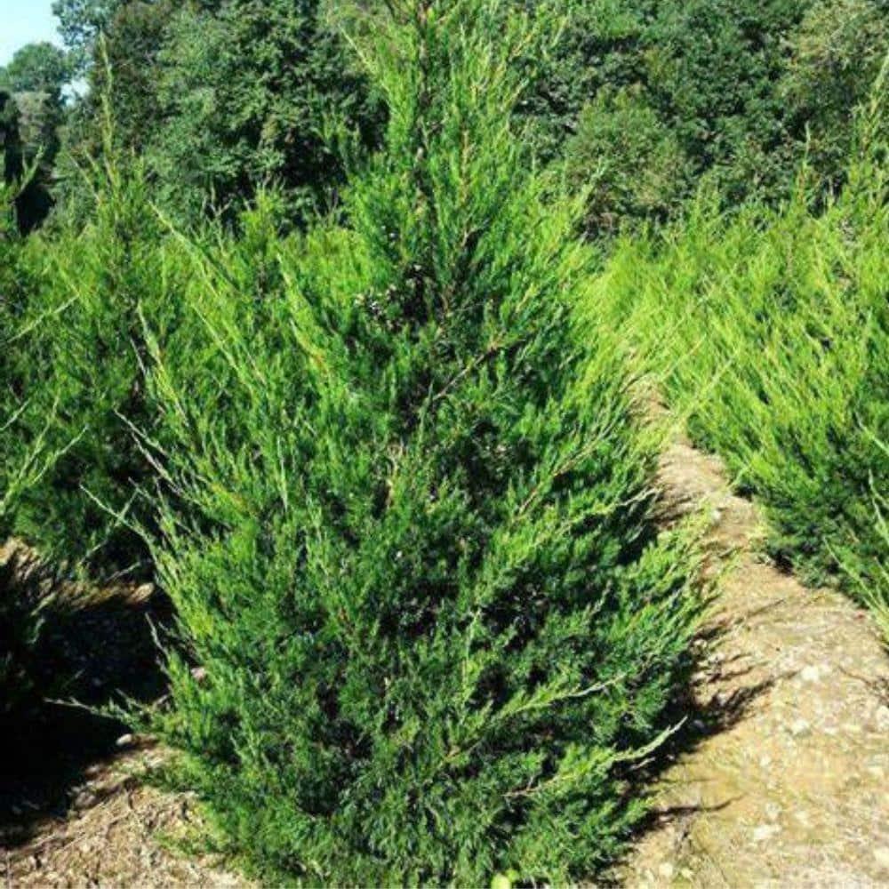 Juniperus Chinensis 'hetzii Columnaris' - View 27 from www redcrocus com
