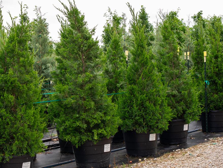 Juniperus Chinensis 'hetzii Columnaris' - View 28 from www redcrocus com