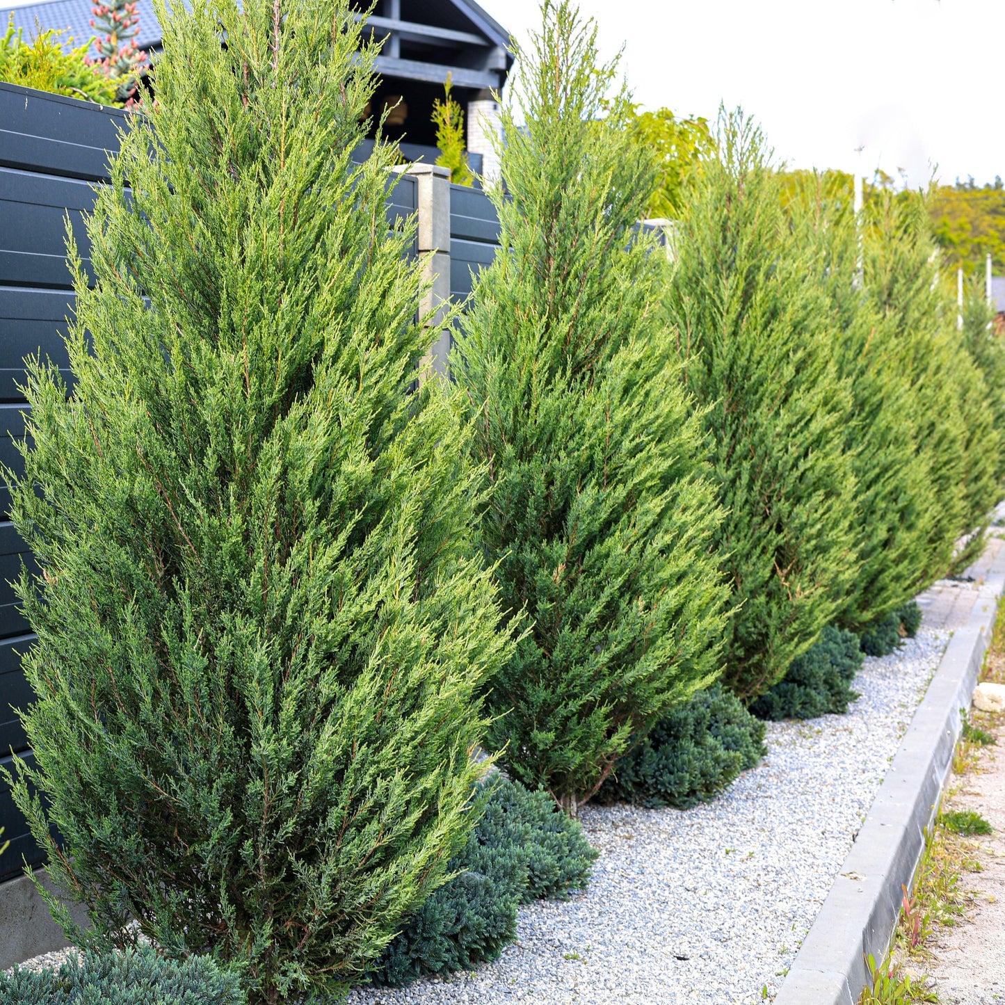 Juniperus Chinensis 'hetzii Columnaris' - View 29 from www redcrocus com