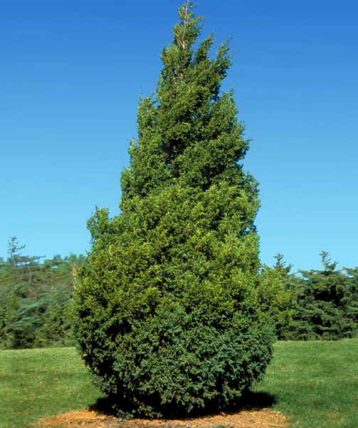 Juniperus Chinensis 'hetzii Columnaris' - View 30 from www redcrocus com