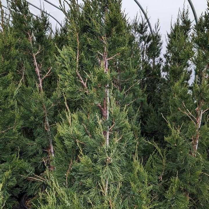 Juniperus Chinensis 'hetzii Columnaris' - View 31 from www redcrocus com