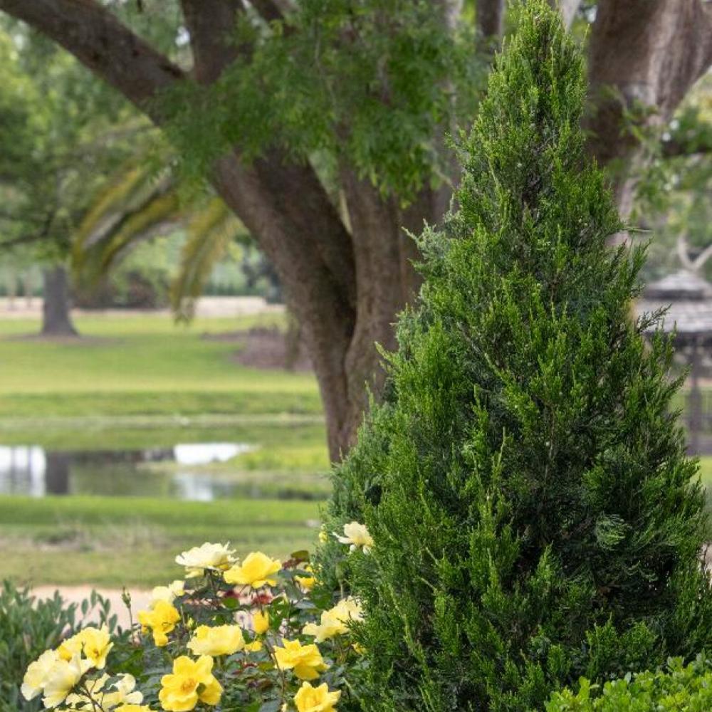 Juniperus Chinensis 'hetzii Columnaris' - View 33 from www redcrocus com