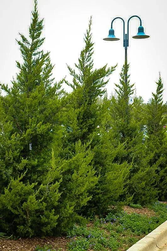 Juniperus Chinensis 'hetzii Columnaris' - View 3 from www redcrocus com