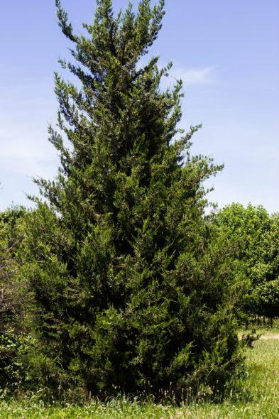 Juniperus Chinensis 'hetzii Columnaris' - View 6 from www redcrocus com