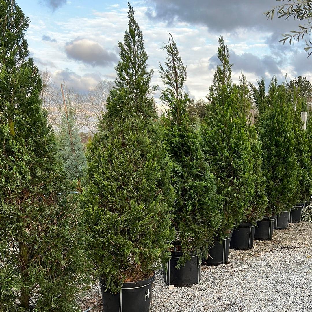 Juniperus Chinensis 'hetzii Columnaris' - View 9 from www redcrocus com