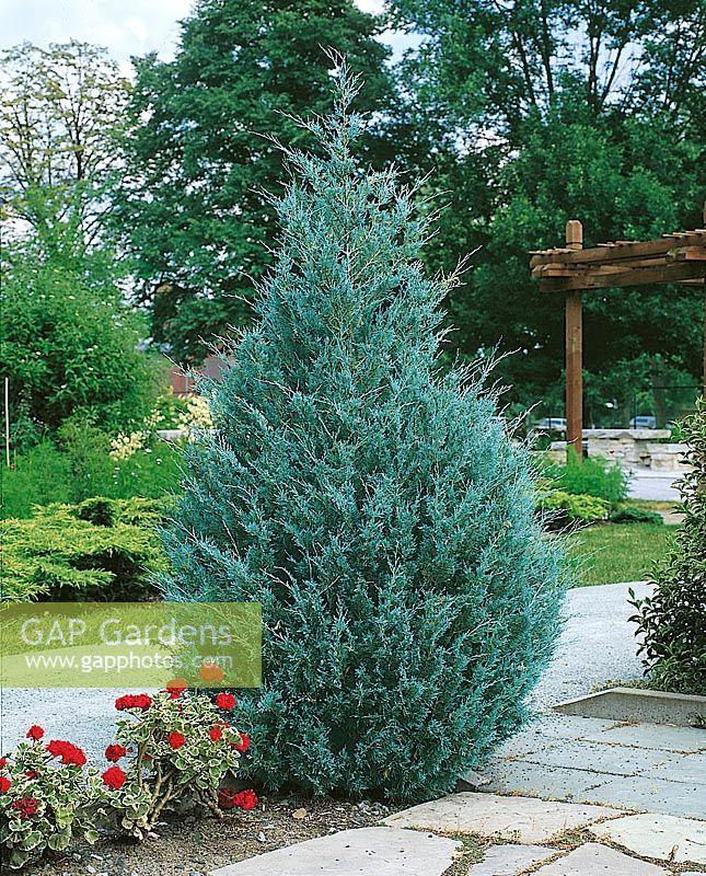 Juniperus Scopulorum Wichita Blue - View 15 from www redcrocus com
