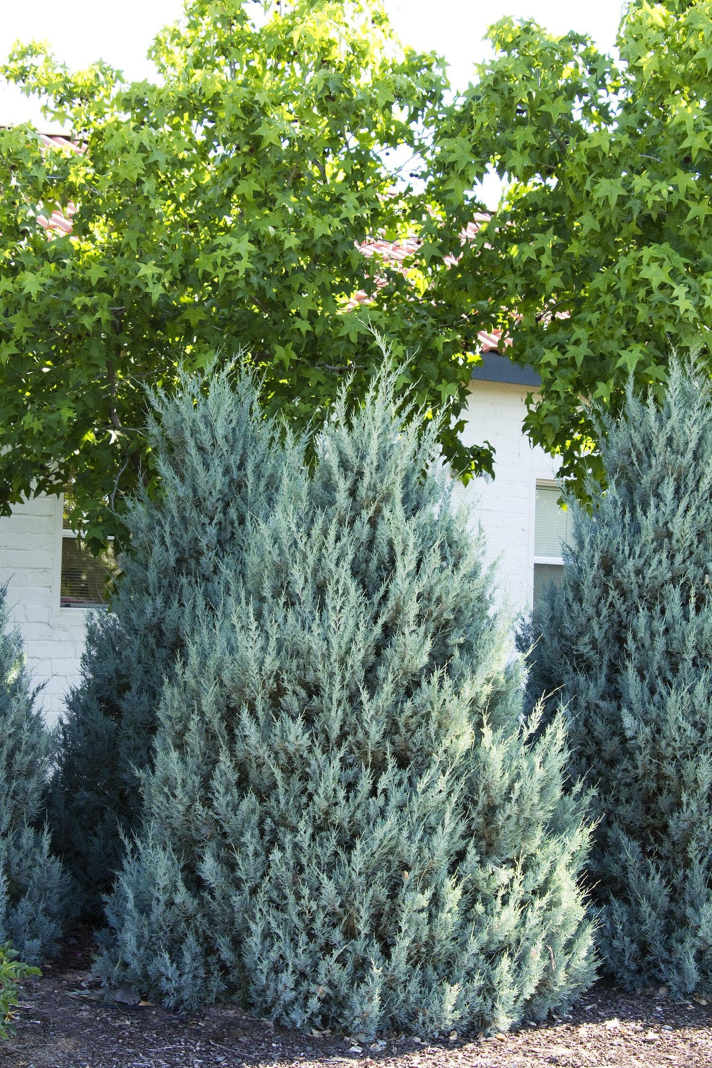 Juniperus Scopulorum Wichita Blue - View 16 from www redcrocus com