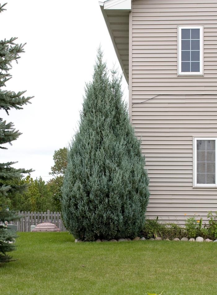 Juniperus Scopulorum Wichita Blue - View 17 from www redcrocus com
