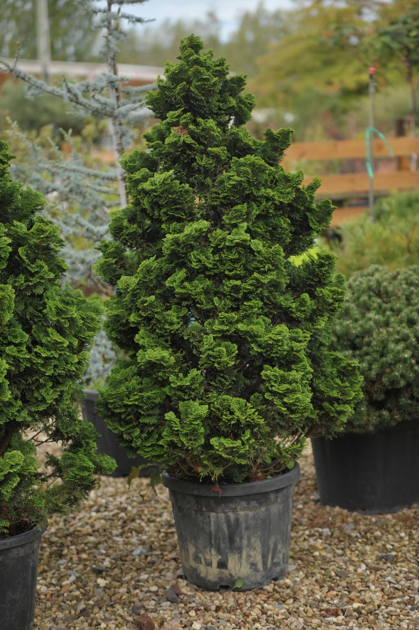 Chamaecyparis Obtusa 'gracilis' - View 11 from www redcrocus com