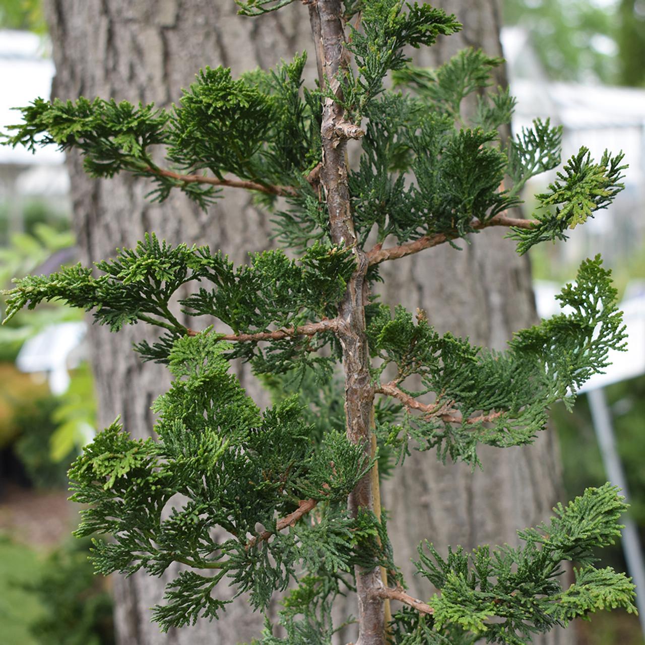 Chamaecyparis Obtusa 'gracilis' - View 4 from www redcrocus com
