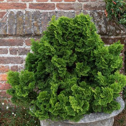 Chamaecyparis Obtusa 'gracilis' - View 5 from www redcrocus com