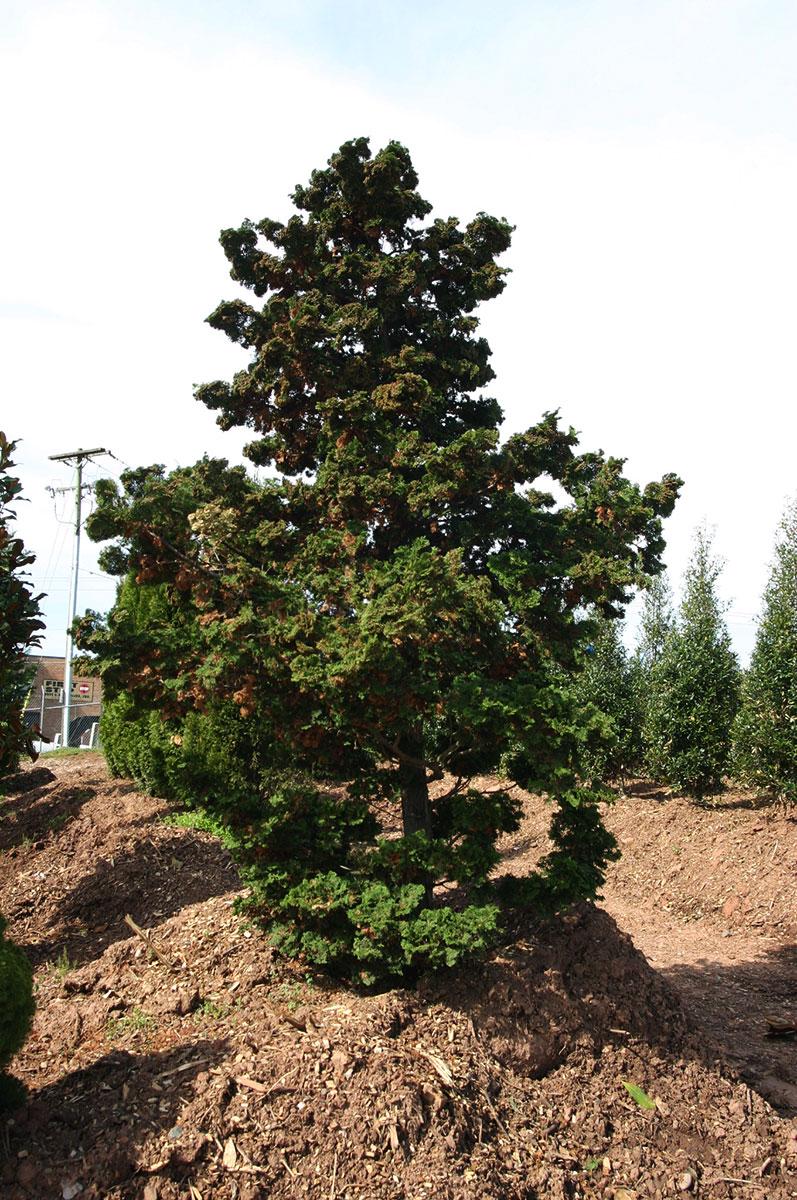 Chamaecyparis Obtusa 'gracilis' - View 6 from www redcrocus com