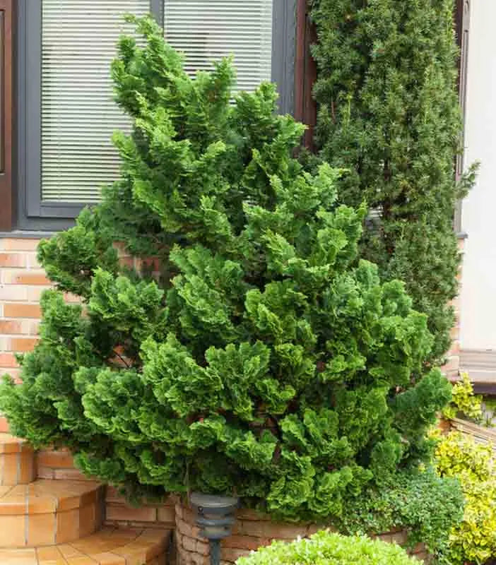 Chamaecyparis Obtusa 'gracilis' - View 7 from www redcrocus com