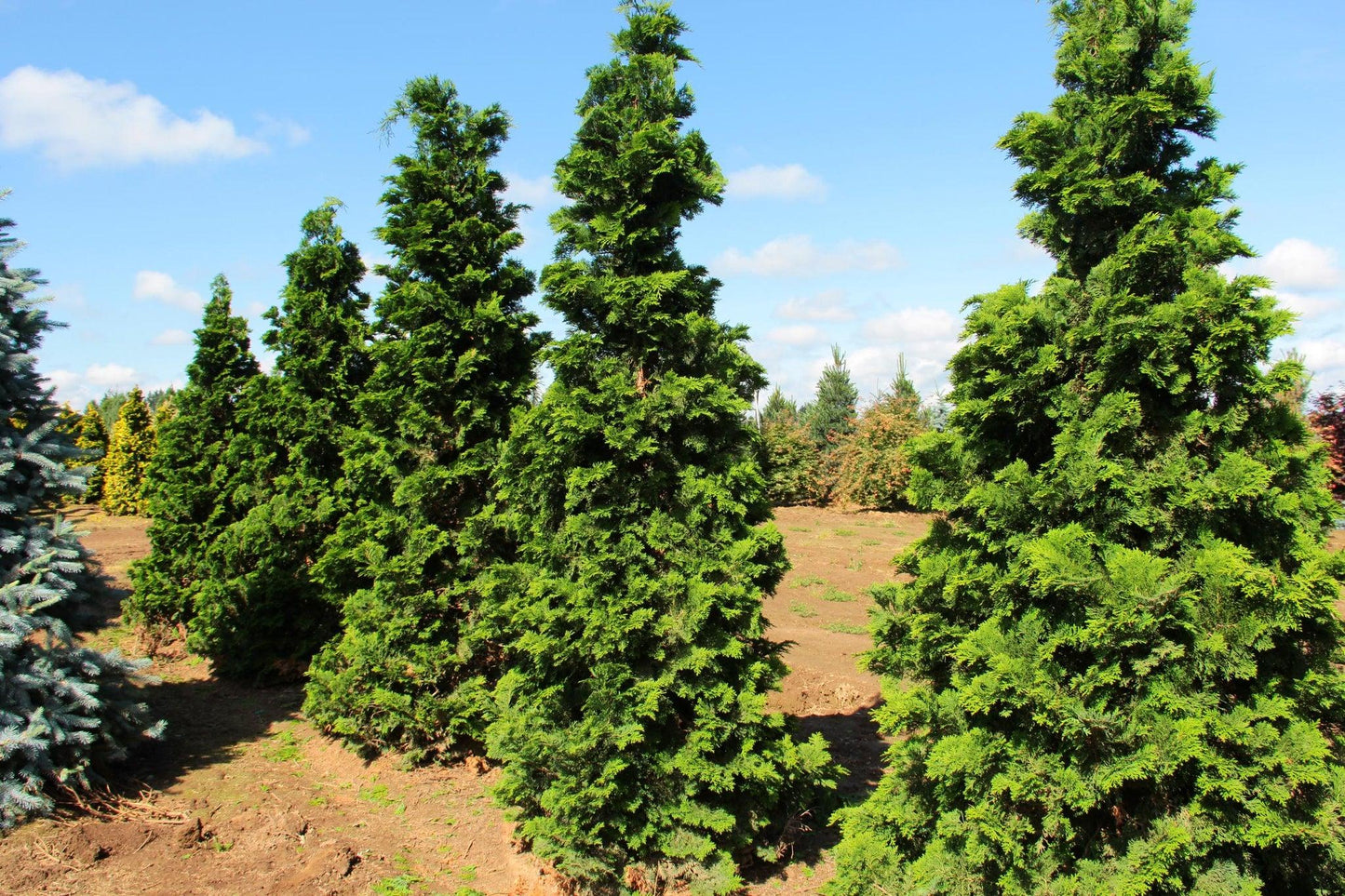 Chamaecyparis Obtusa 'gracilis' - View 9 from www redcrocus com
