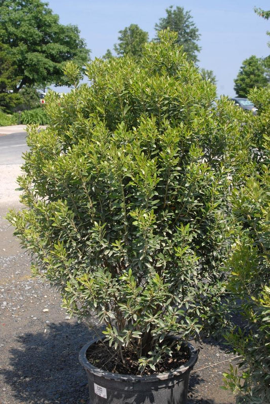 Ilex Glabra Densa - View 10 from www redcrocus com