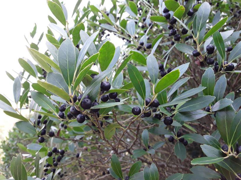 Ilex Glabra Densa - View 14 from www redcrocus com
