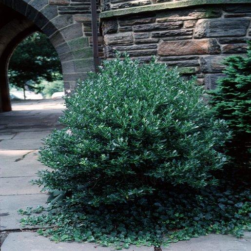 Ilex Glabra Densa - View 2 from www redcrocus com