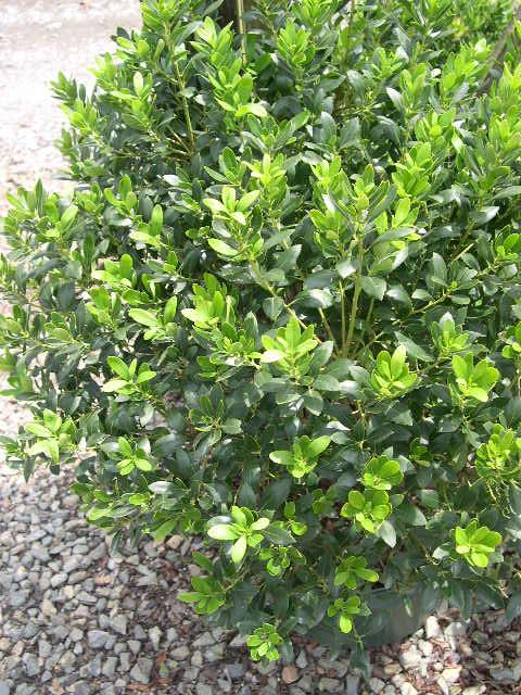 Ilex Glabra Densa - View 7 from www redcrocus com